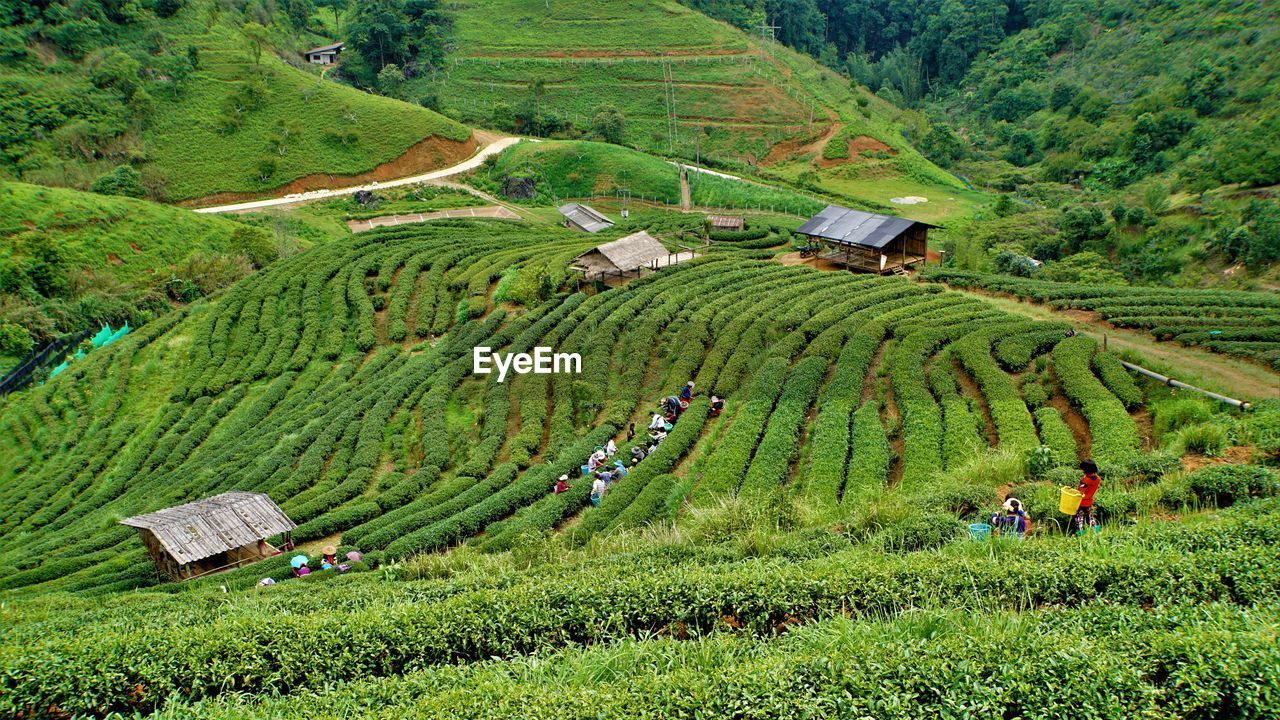 High angle view of terraced field