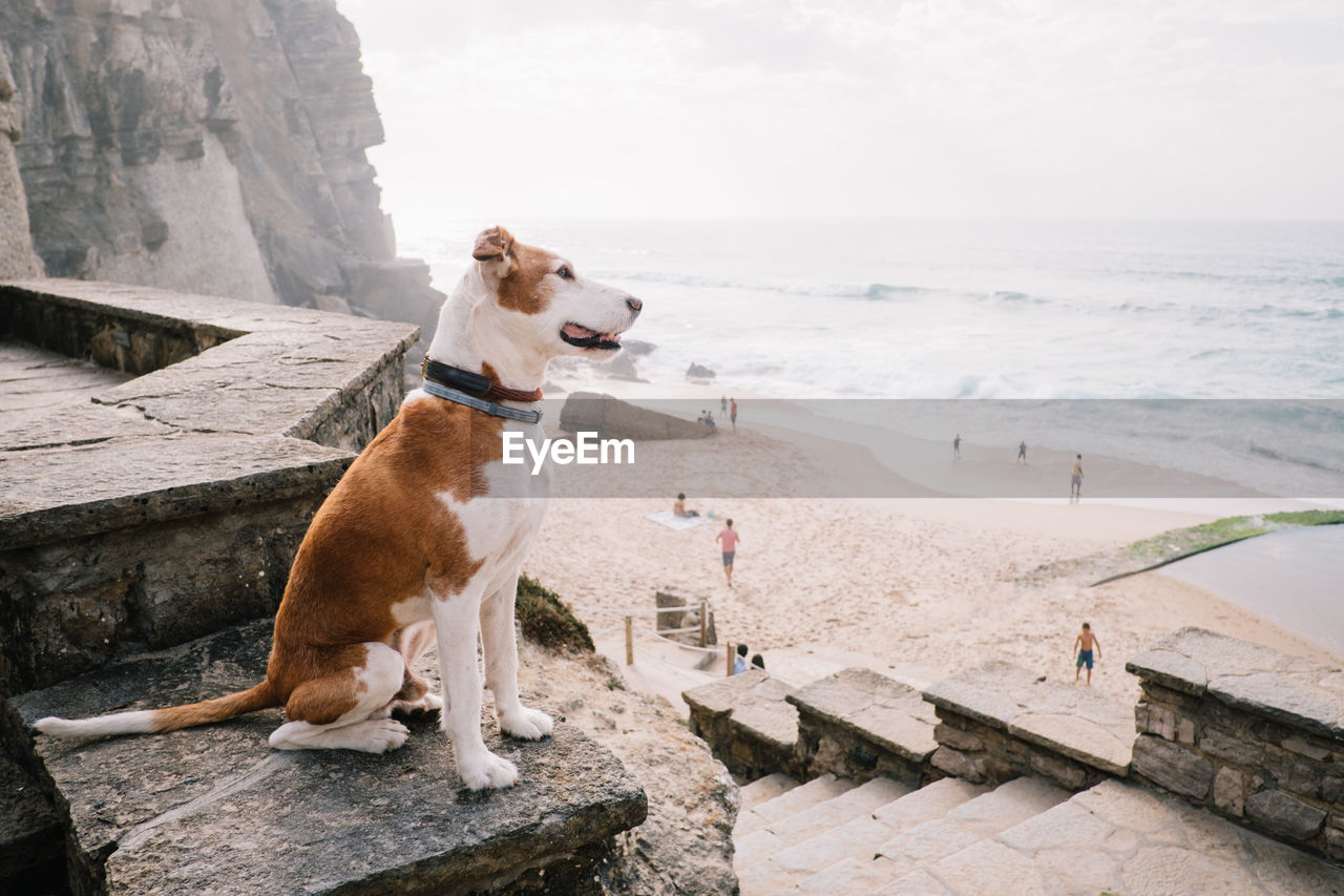 Dog sitting on rock against sky