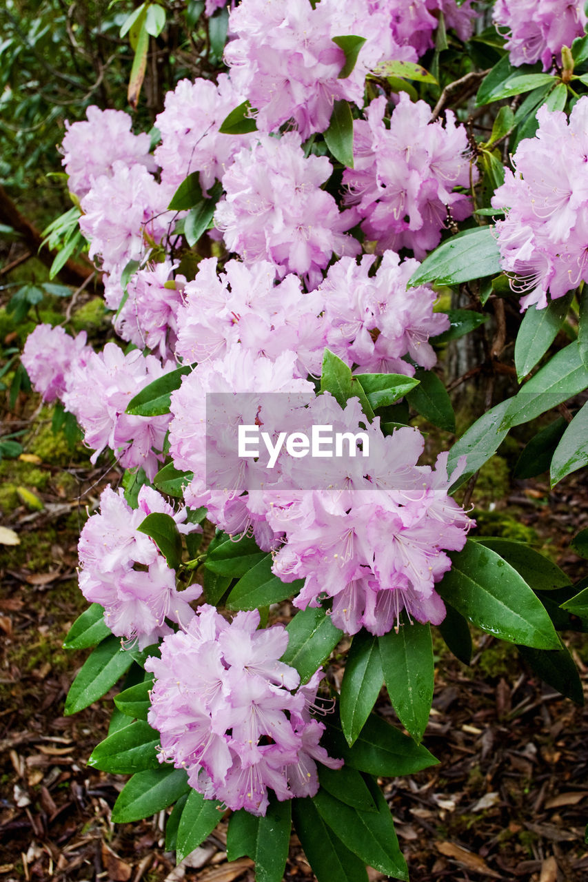 CLOSE UP VIEW OF PURPLE FLOWERING PLANT