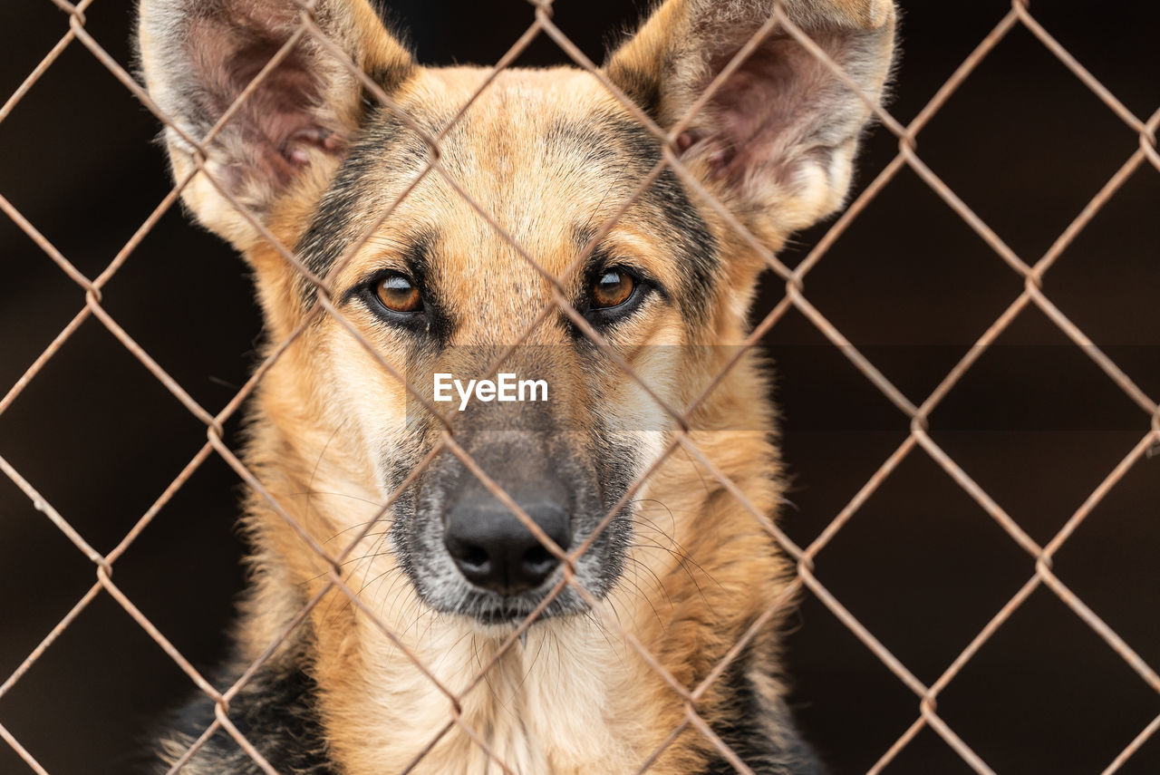 CLOSE-UP PORTRAIT OF A DOG LOOKING THROUGH FENCE