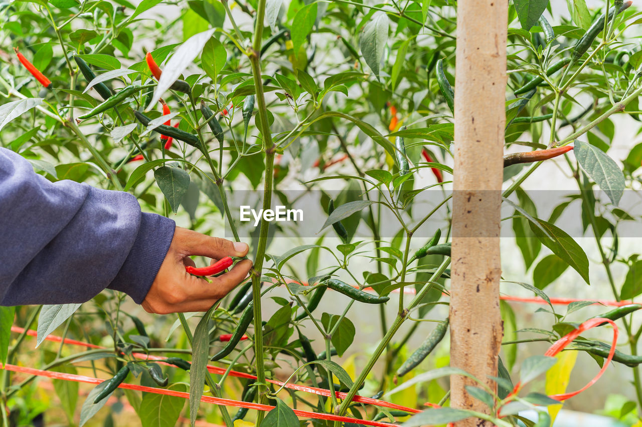 Farmers hand picking ripe small red chili in organic vegetable garden.