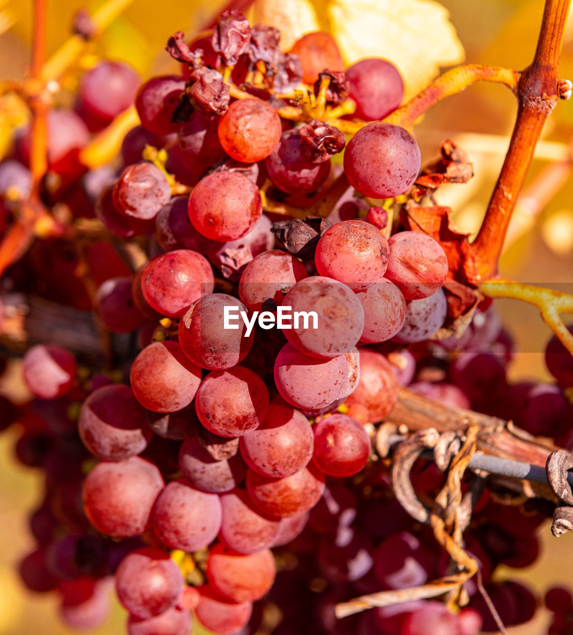 Close-up of grapes