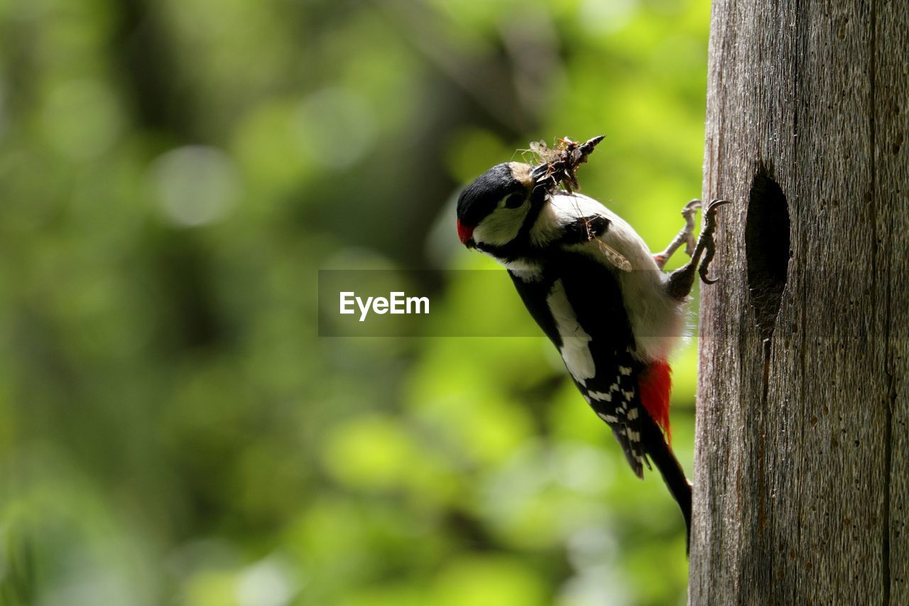 Close-up of great spotted woodpecker on wooden post