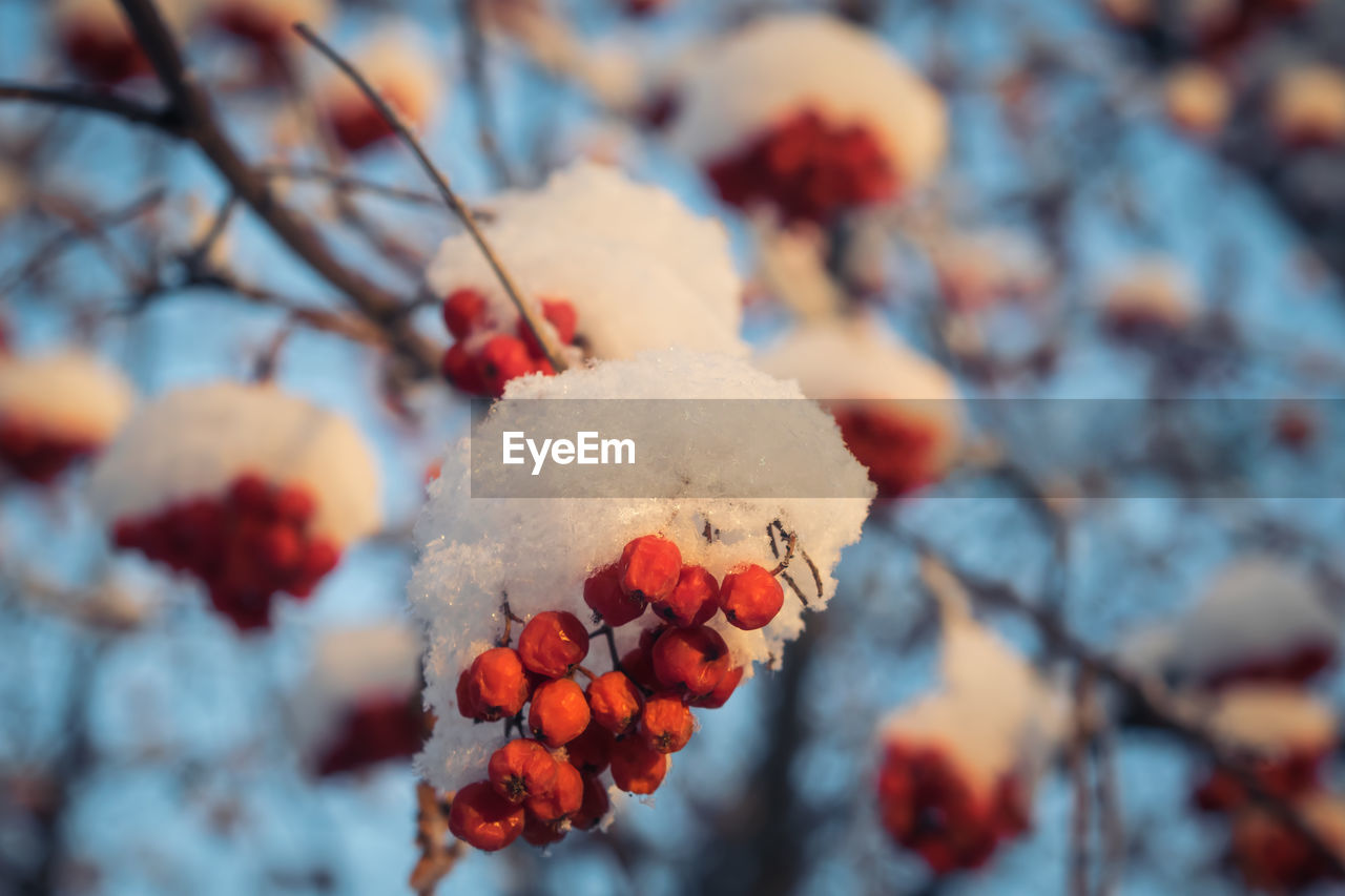 CLOSE-UP OF ICE CREAM ON BRANCH