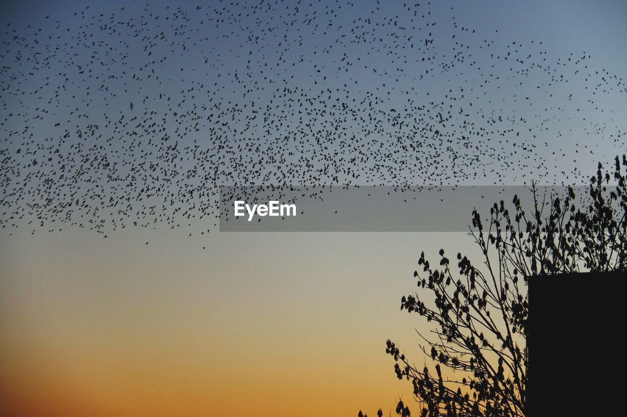 Flock of silhouette birds flying against sky during sunset