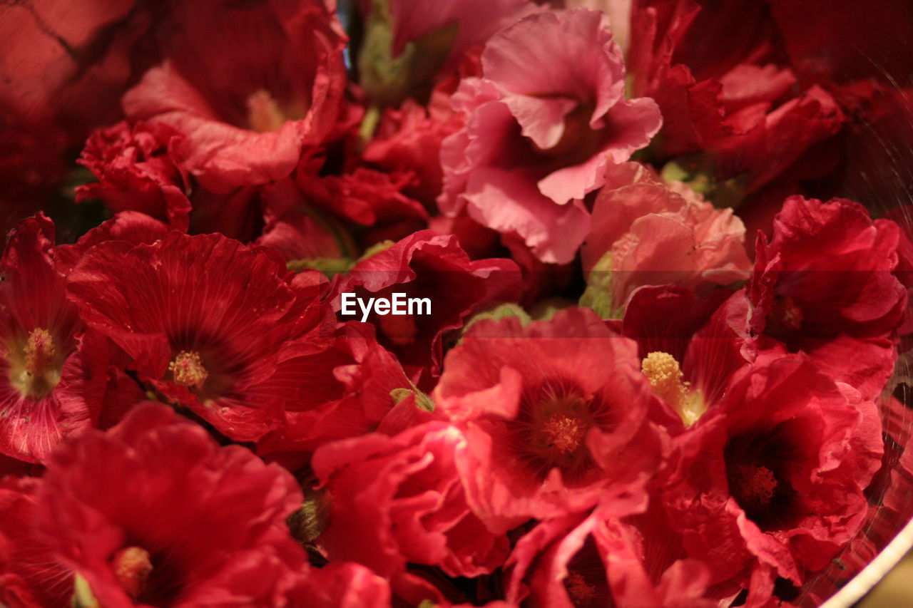 Macro shot of pink flower