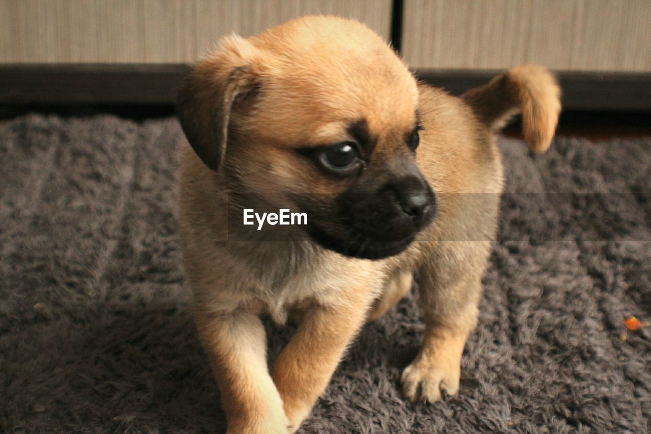 Close-up of puppy sitting at home