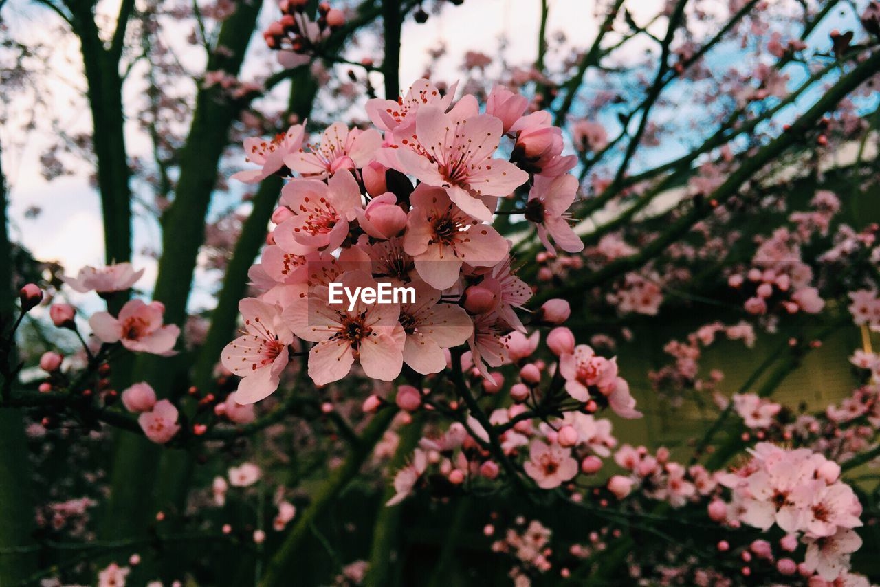 CLOSE-UP OF PINK FLOWERS ON TREE BRANCH