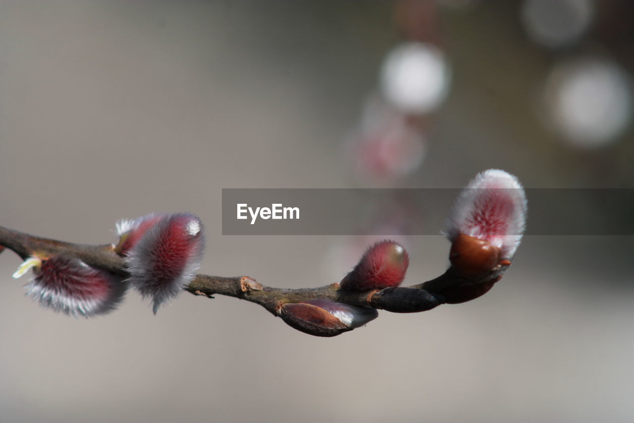 Close-up of flowering plant against blurred background