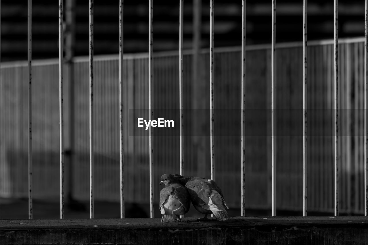 Pigeons in love