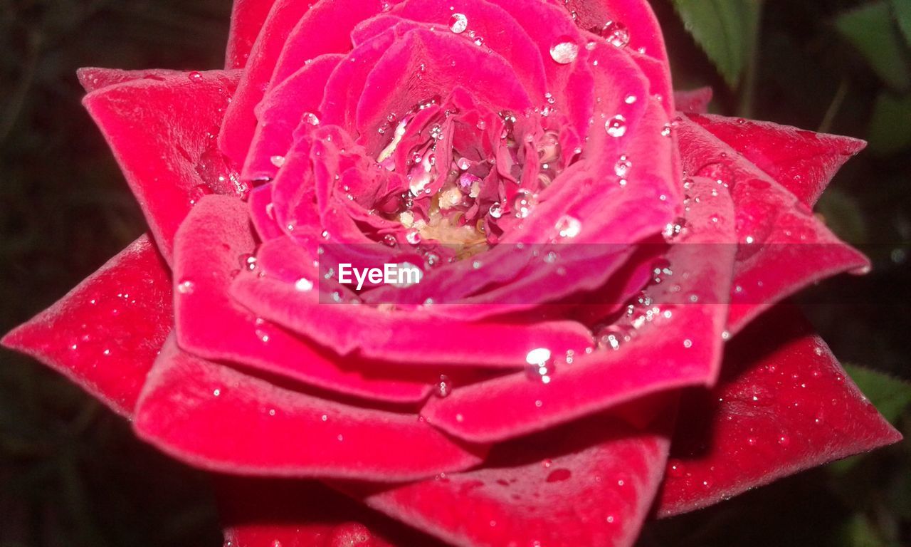 CLOSE-UP OF RAINDROPS ON PINK ROSE