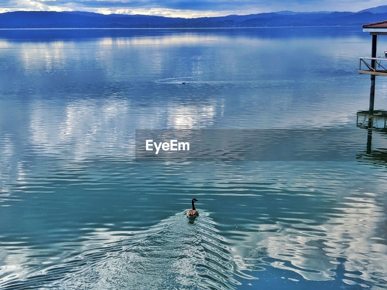 VIEW OF BIRDS ON LAKE