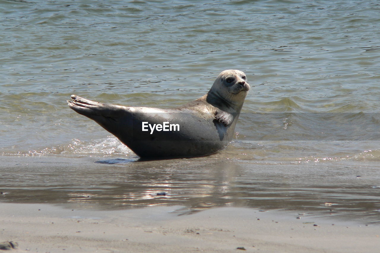 View of seal on beach