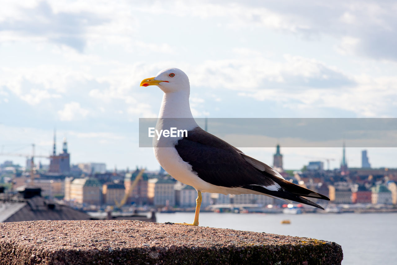 Seagull at the bridge with ocean and city of stockholm in background at sweden