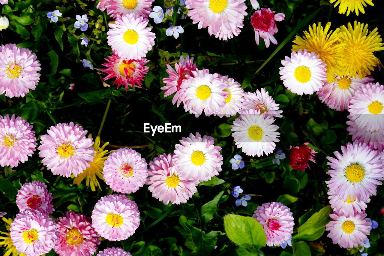 HIGH ANGLE VIEW OF DAISIES IN BLOOM