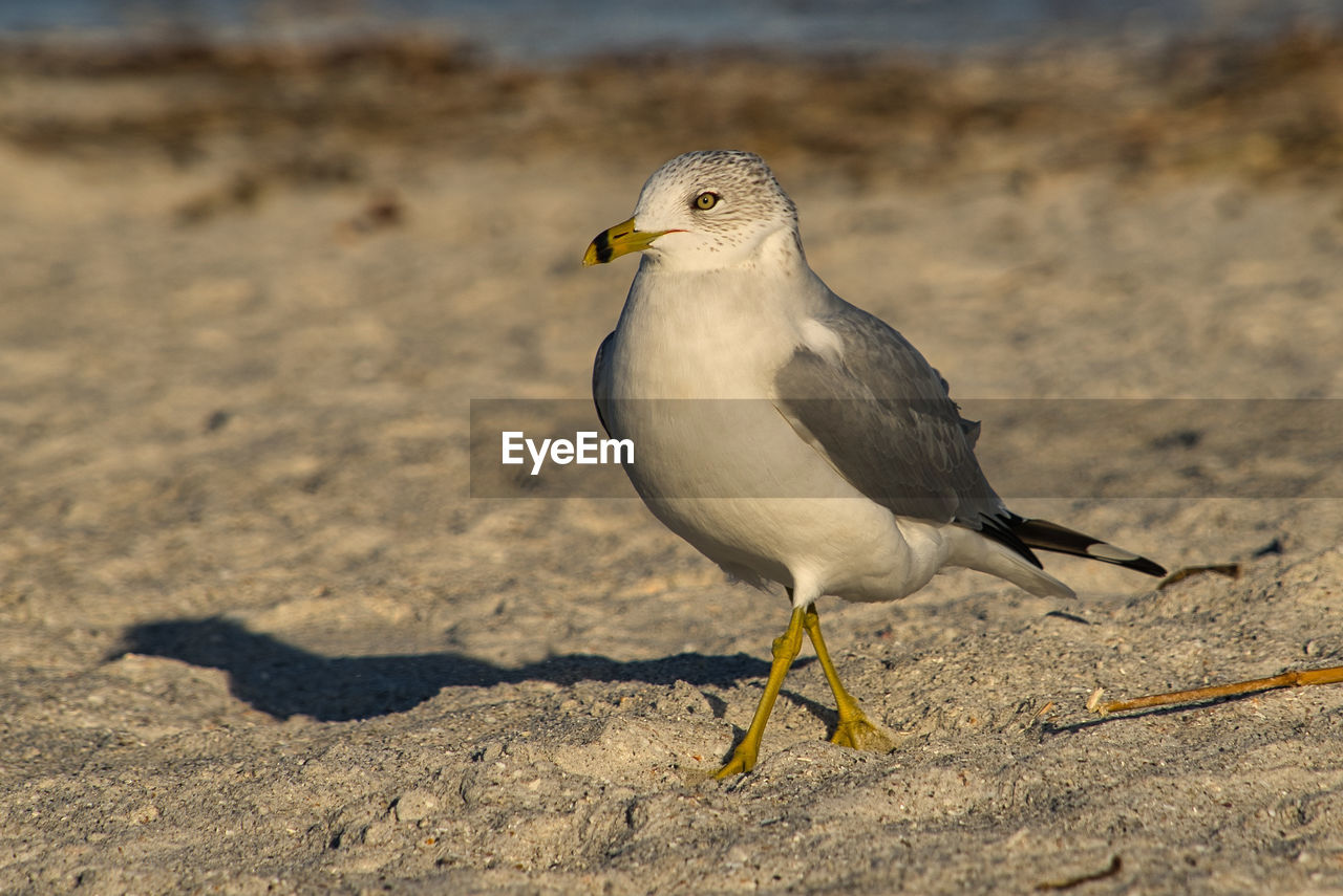 CLOSE-UP OF SEAGULL PERCHING ON A SAND