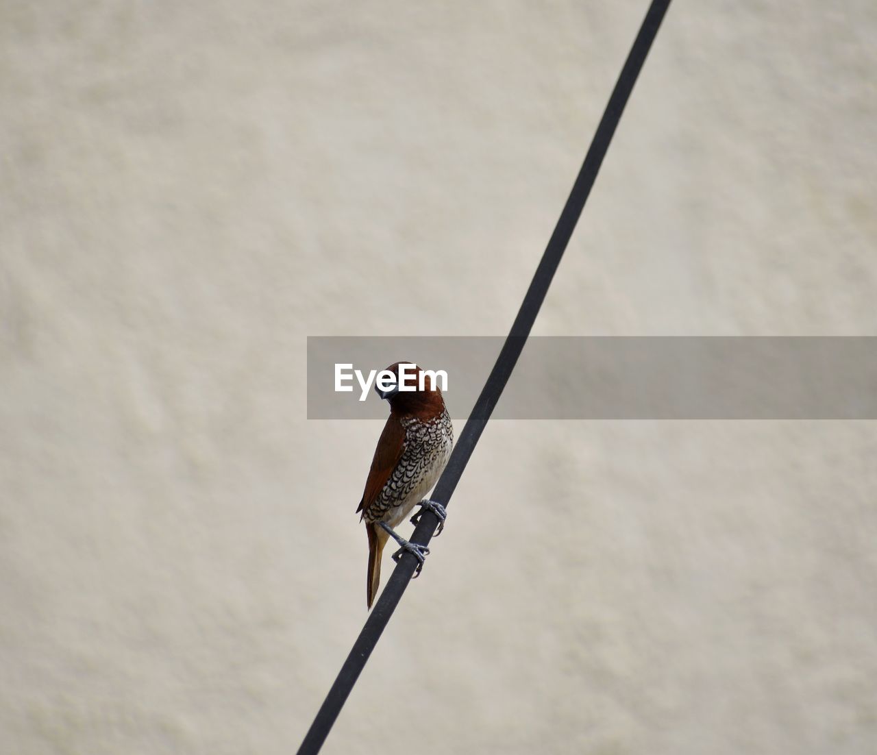 BIRD PERCHING ON A CABLE