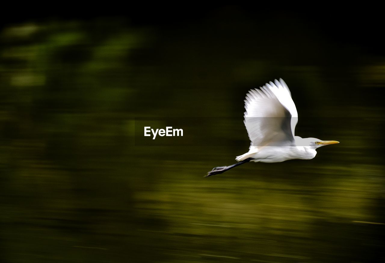 WHITE BIRD FLYING