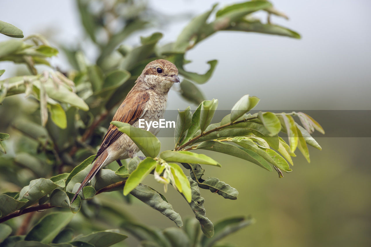 animal themes, animal, bird, animal wildlife, wildlife, one animal, tree, plant, branch, nature, green, perching, beak, leaf, plant part, no people, environment, outdoors, beauty in nature, sparrow, flower, close-up, focus on foreground, forest