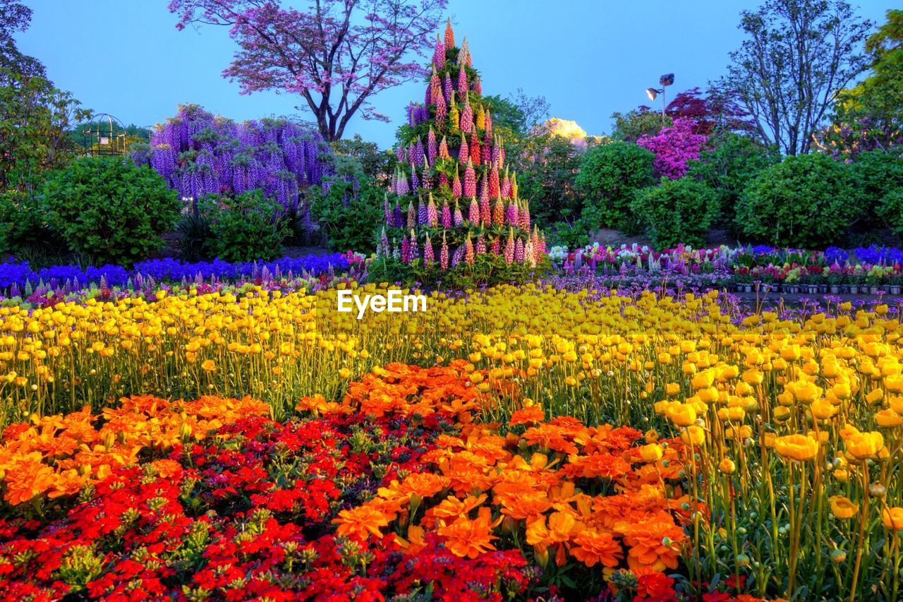 Multi colored flowers blooming on field against sky