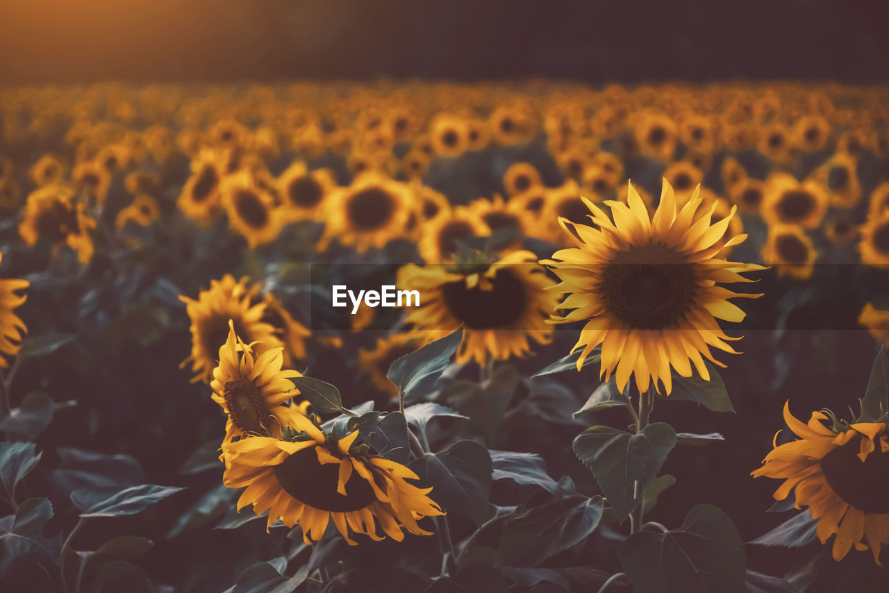 Close-up of sunflower on field