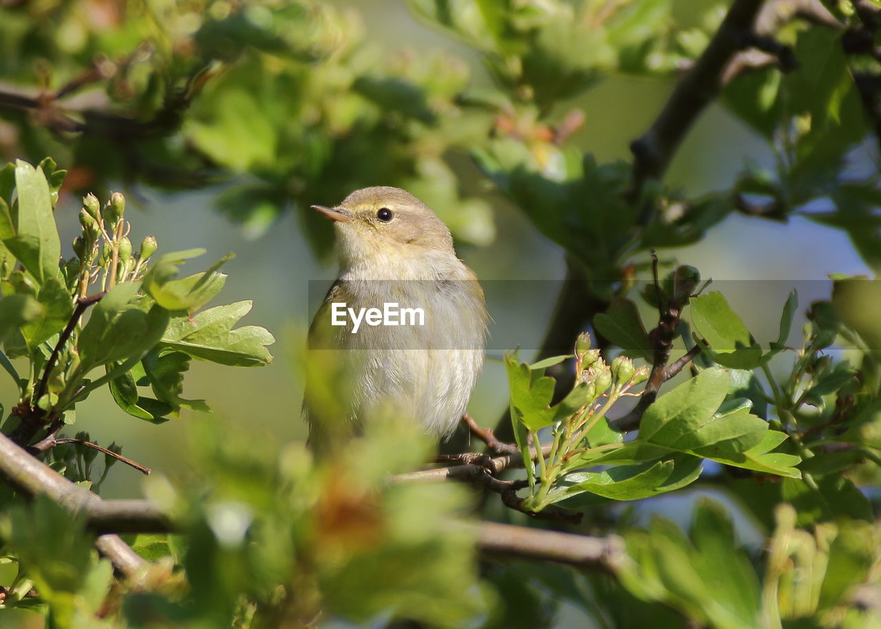 BIRD PERCHING ON A TREE