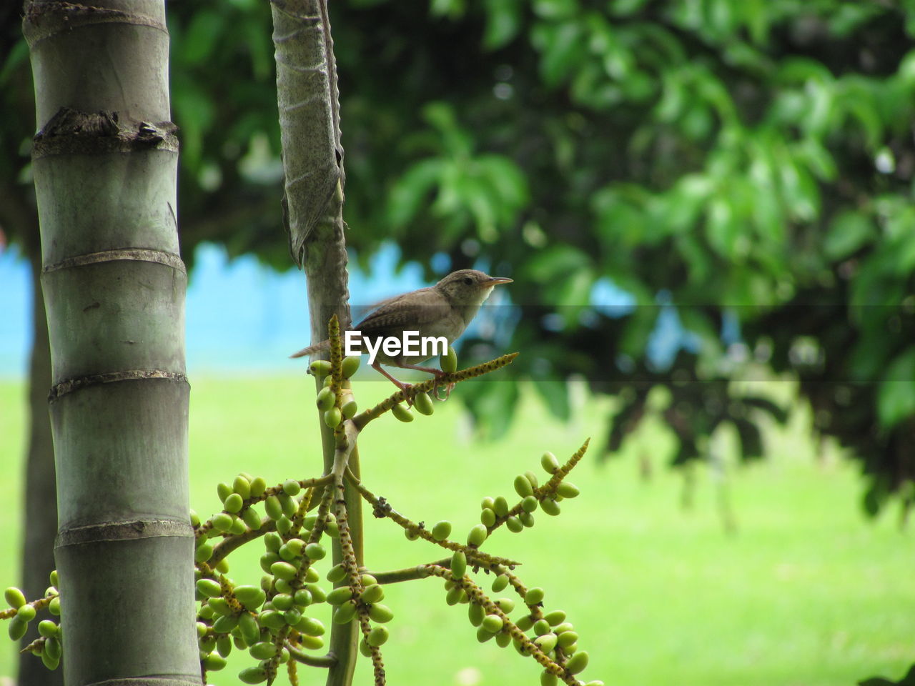 Bird perching on branch