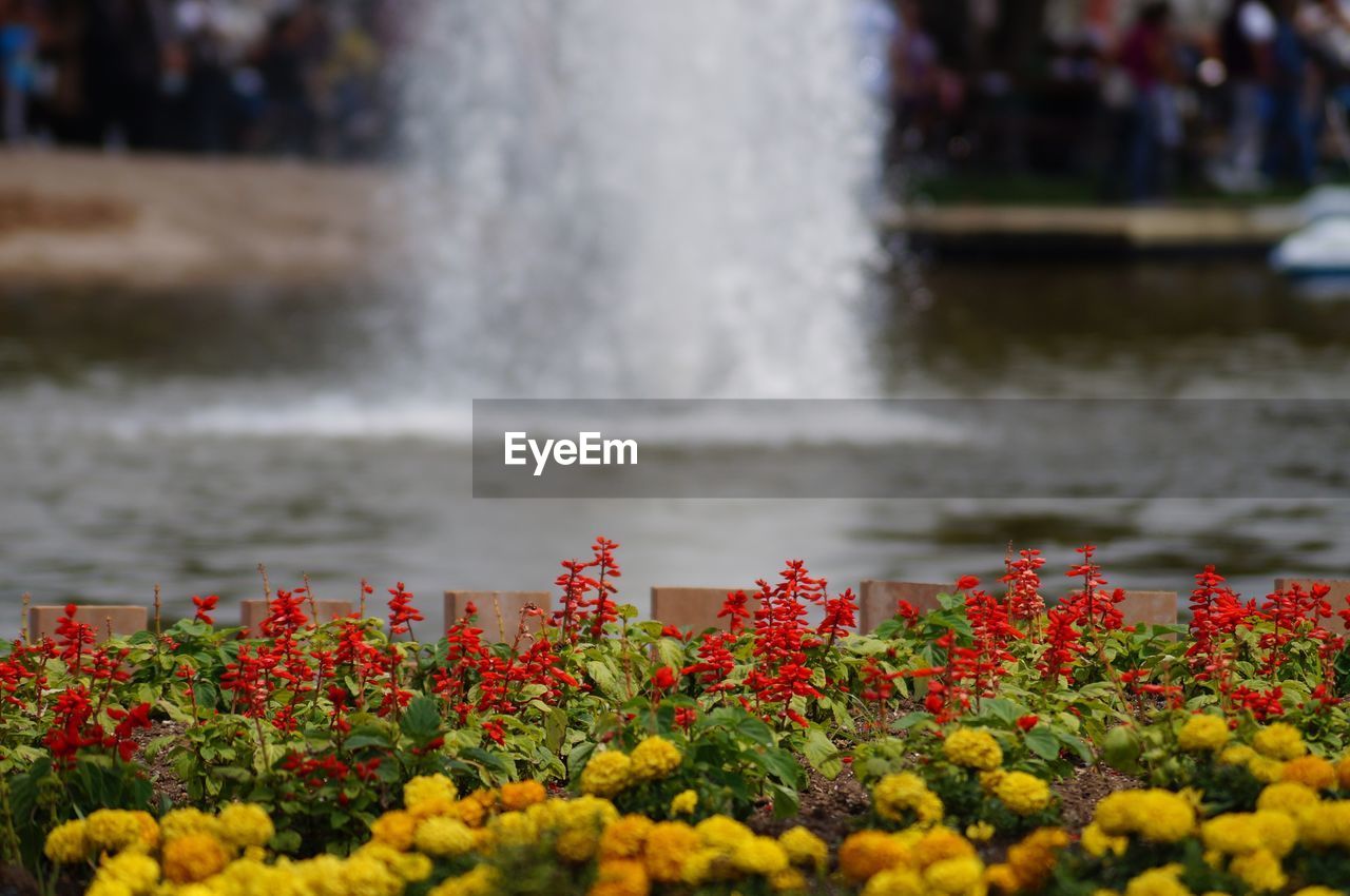 Close-up of red flowering plants against blurred background