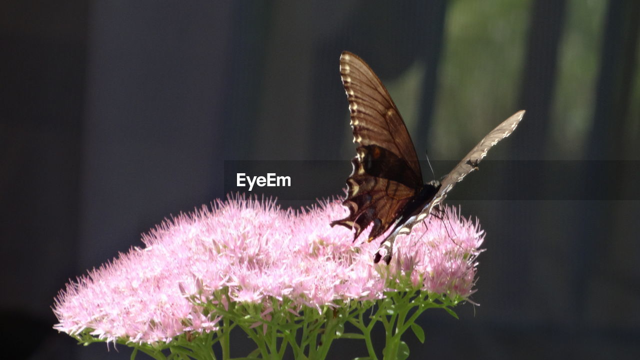 Close-up of butterfly pollinating on pink flower