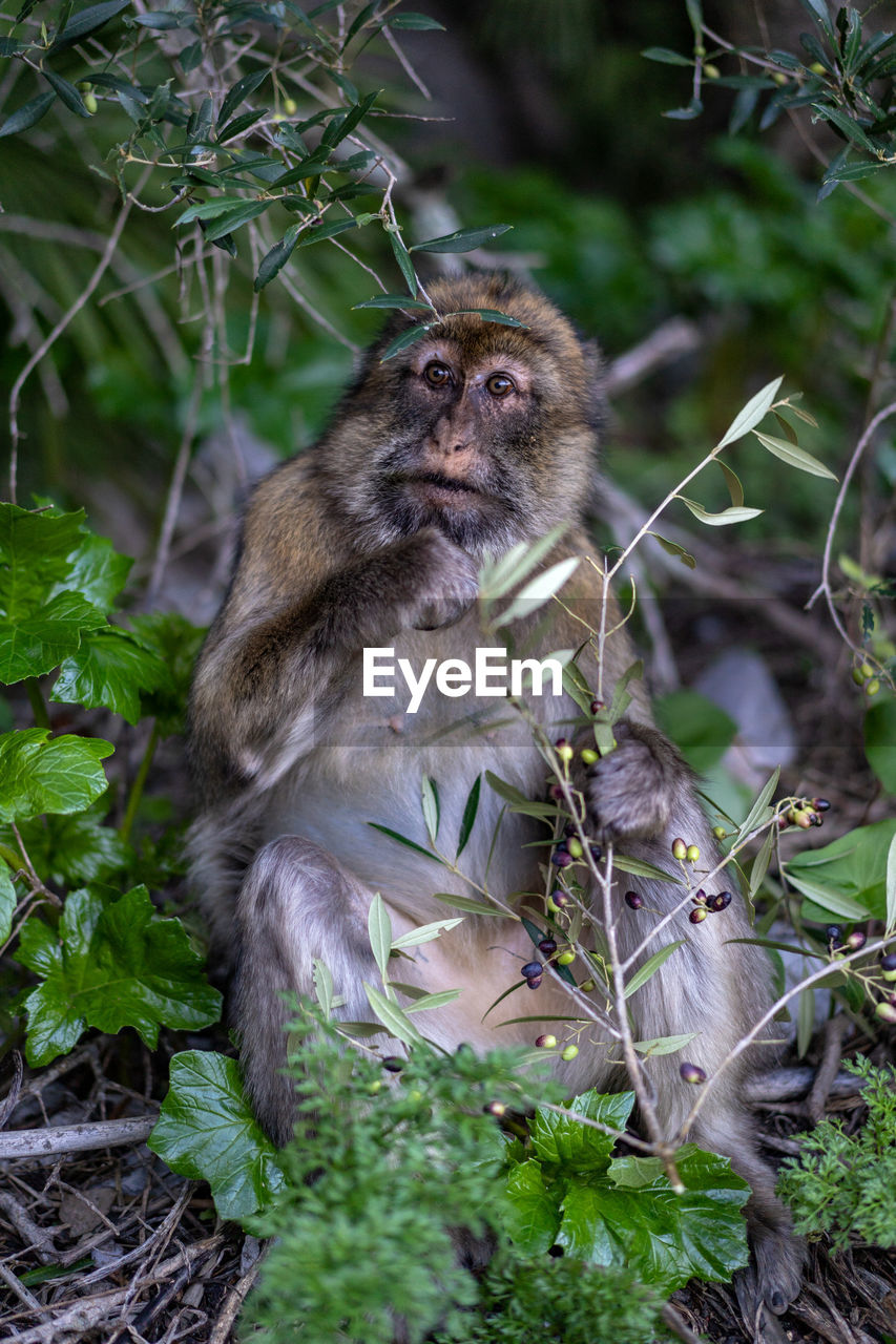 PORTRAIT OF MONKEY SITTING ON TREE