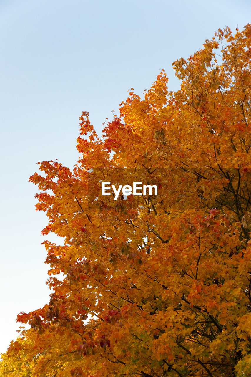 LOW ANGLE VIEW OF MAPLE TREE AGAINST SKY