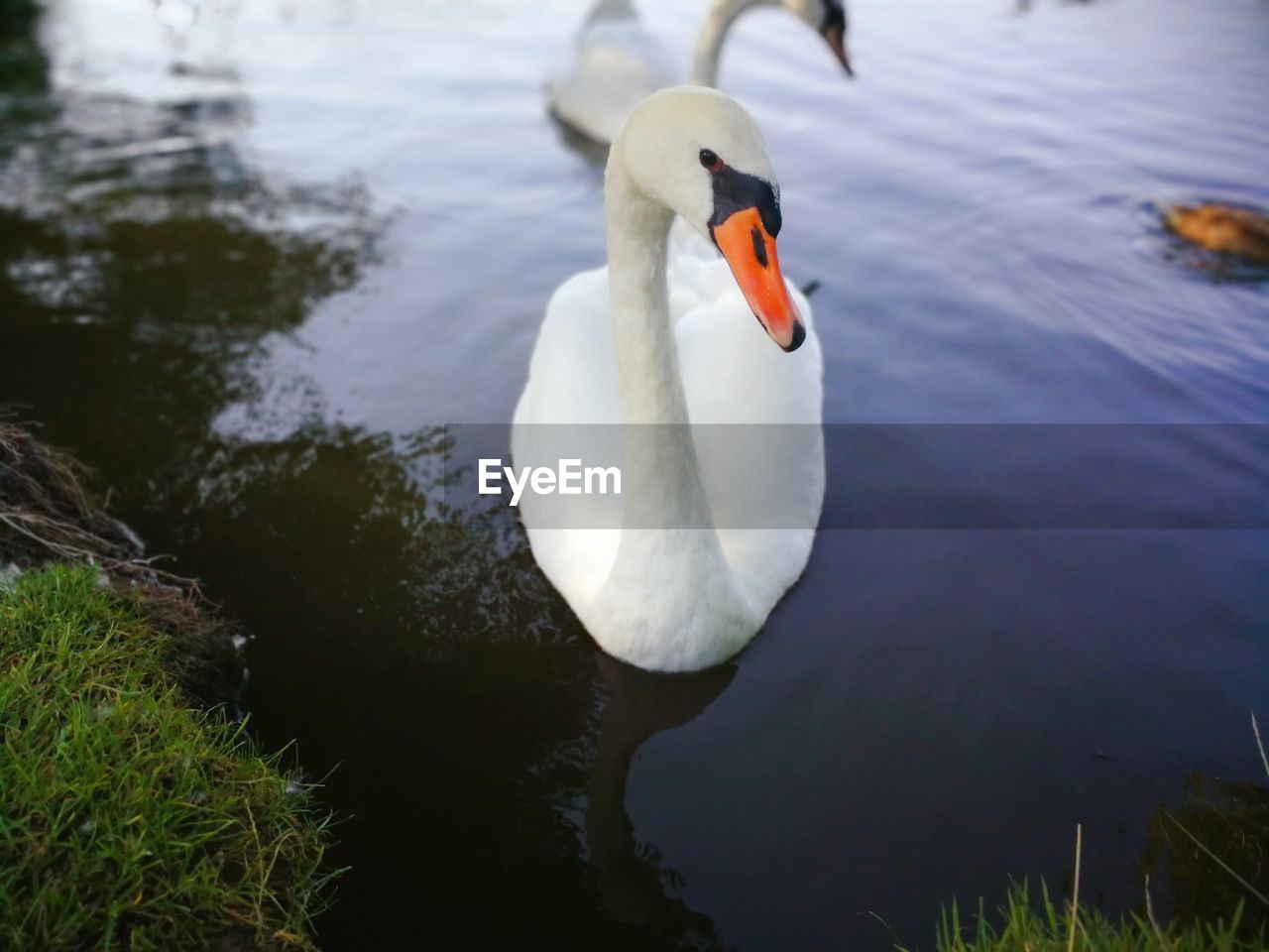 SWAN FLOATING IN LAKE