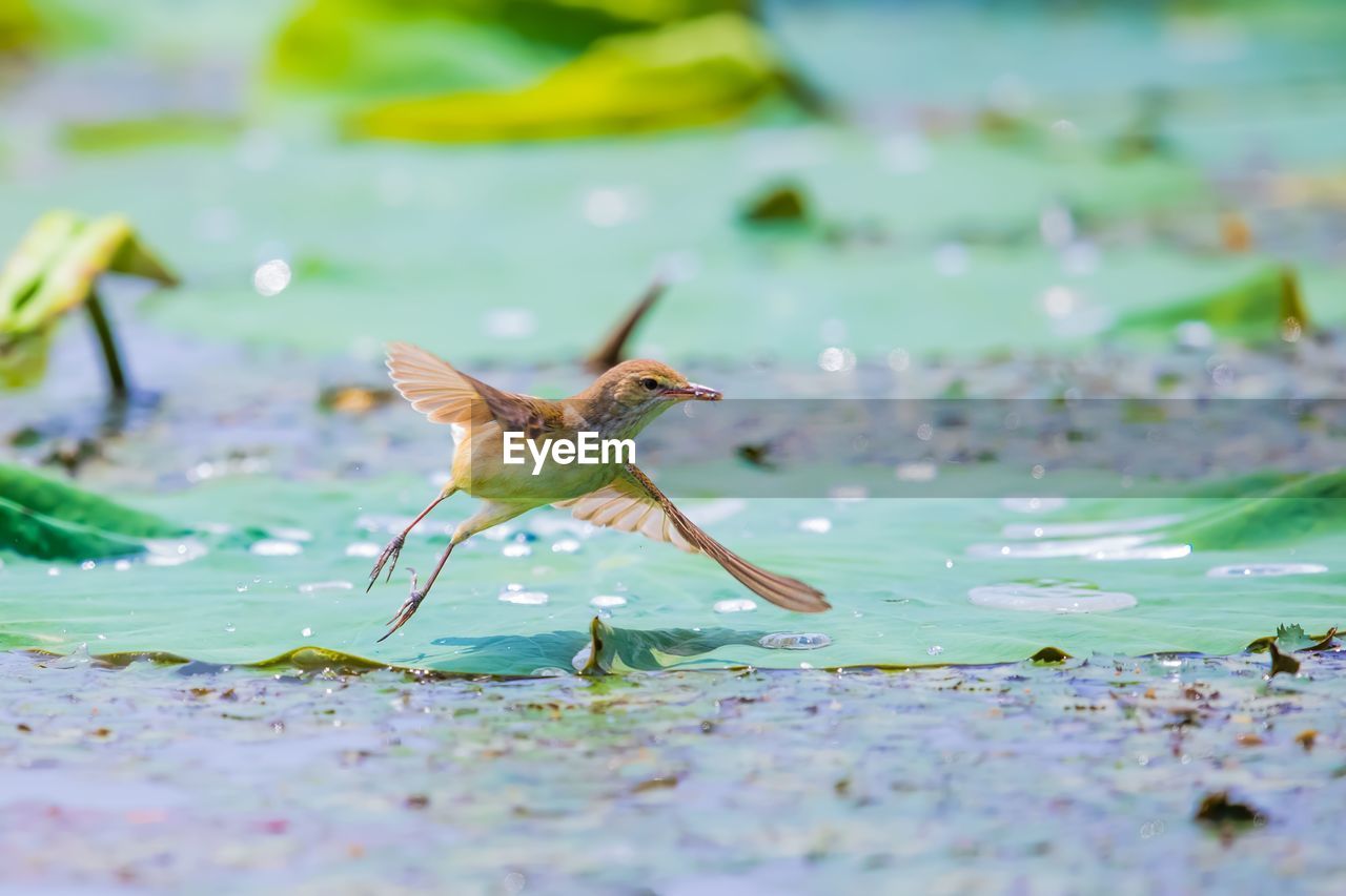 CLOSE-UP OF A BIRD FLYING OVER THE WATER