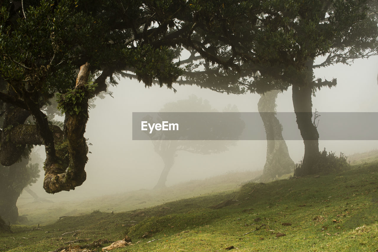 Fanal forest in madeira, portugal