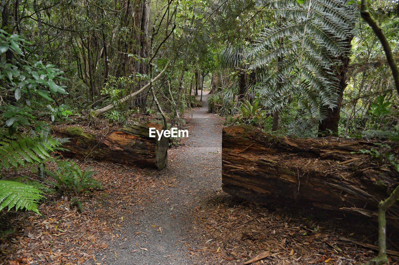 Footpath amidst trees in forest