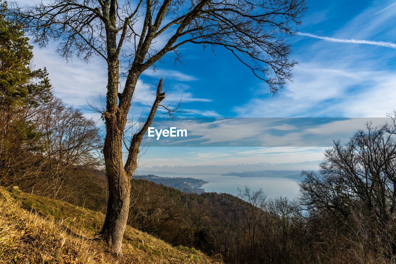 SCENIC VIEW OF BARE TREES AGAINST SKY