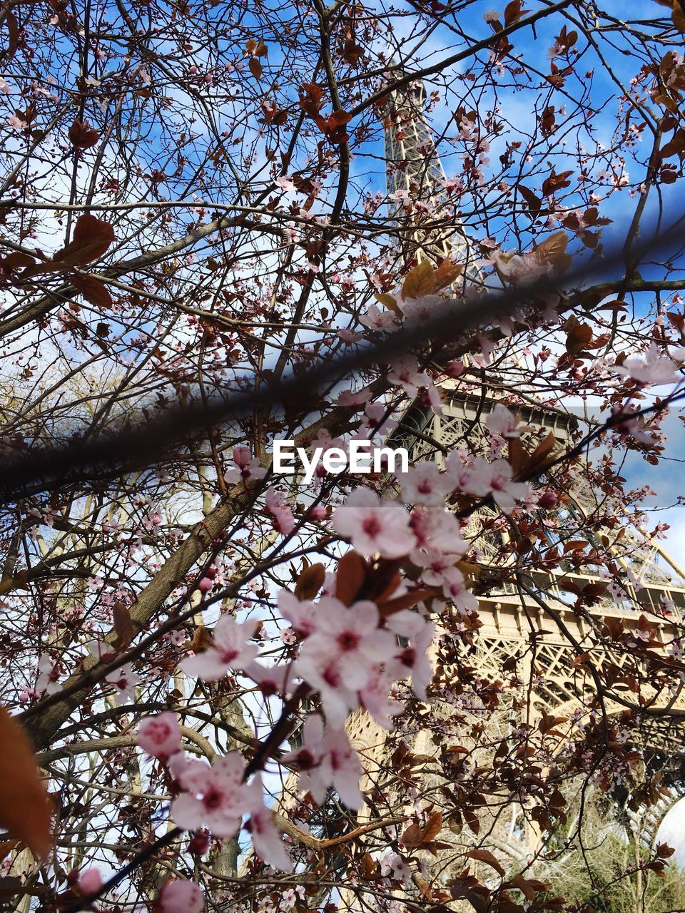 LOW ANGLE VIEW OF FLOWERS BLOOMING ON TREE