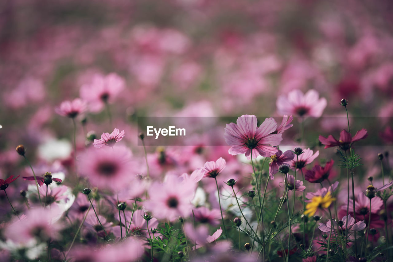 Close-up of pink cosmos flowers on field