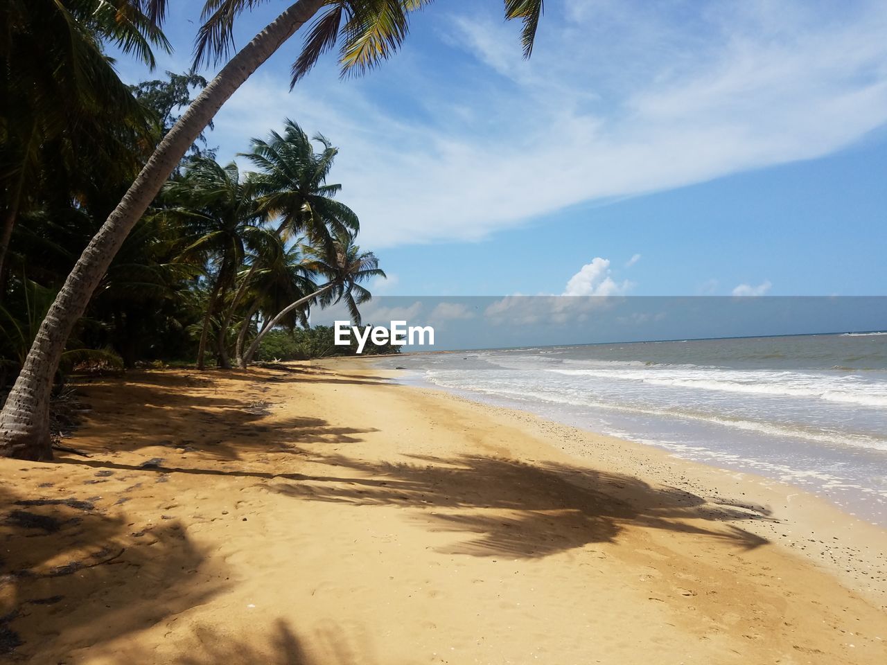 Palm trees on beach