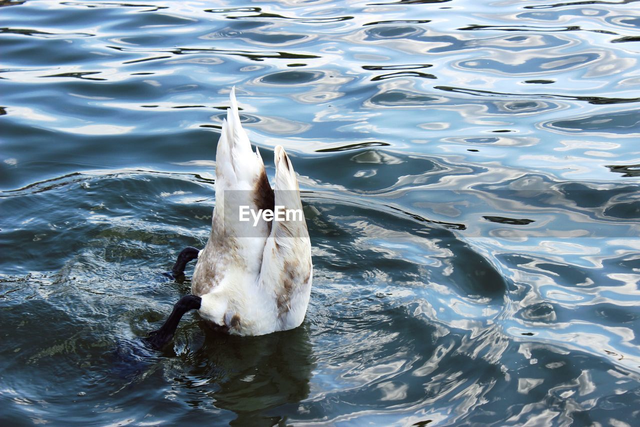 High angle view of duck diving into lake