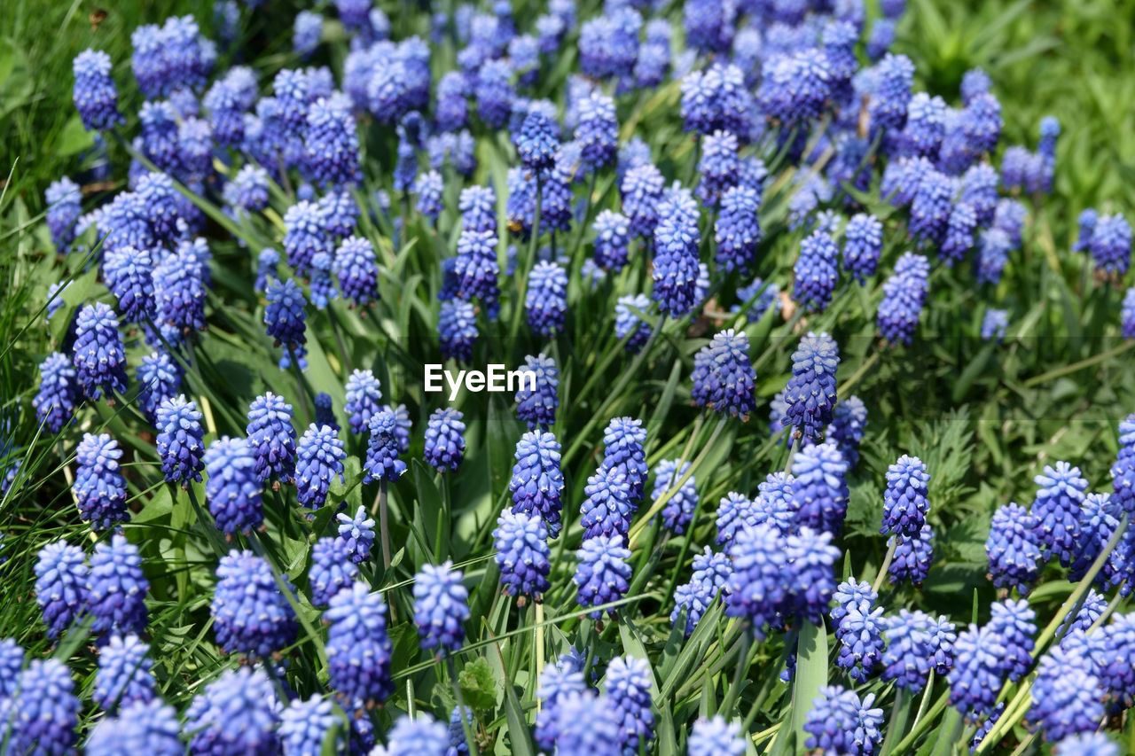 CLOSE-UP OF PURPLE FLOWERING PLANTS