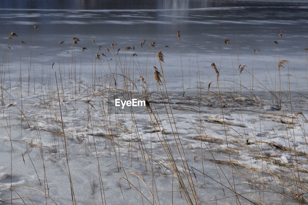 Dry plants in lake during winter