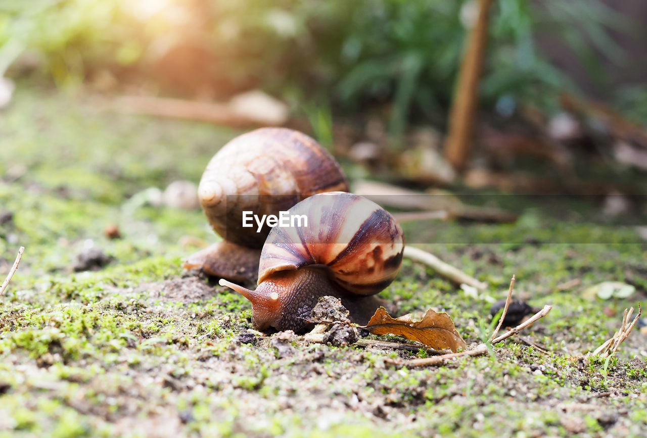 CLOSE-UP OF SNAIL ON ROCK