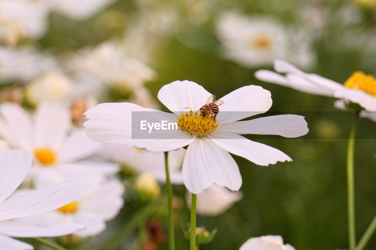 Beautiful flowers with sunlight.