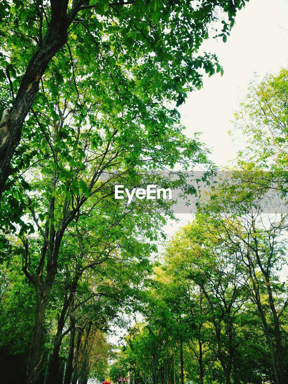 LOW ANGLE VIEW OF TREES AGAINST THE SKY