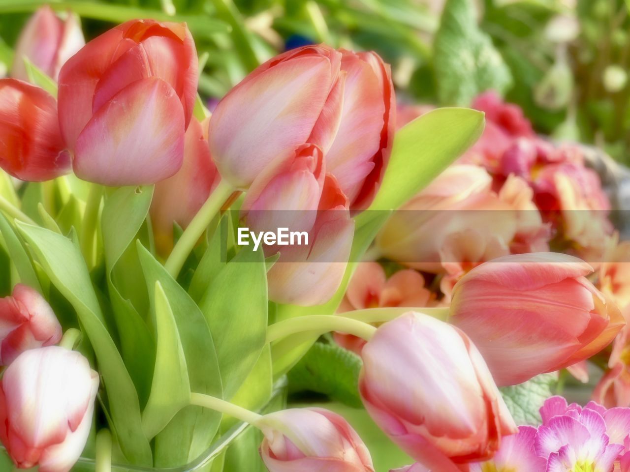 plant, flower, flowering plant, freshness, beauty in nature, tulip, close-up, pink, nature, fragility, petal, no people, flower head, plant part, leaf, inflorescence, springtime, green, growth, outdoors, focus on foreground, selective focus, day, multi colored, flower arrangement, blossom, bouquet, bud, plant bulb, bunch of flowers