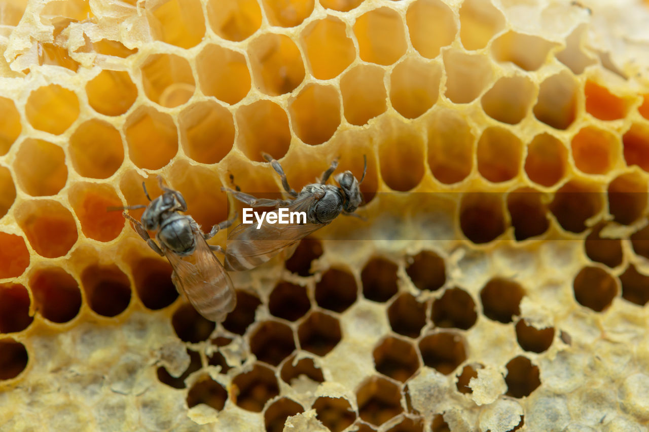 CLOSE-UP OF BEE FLYING IN THE SEA