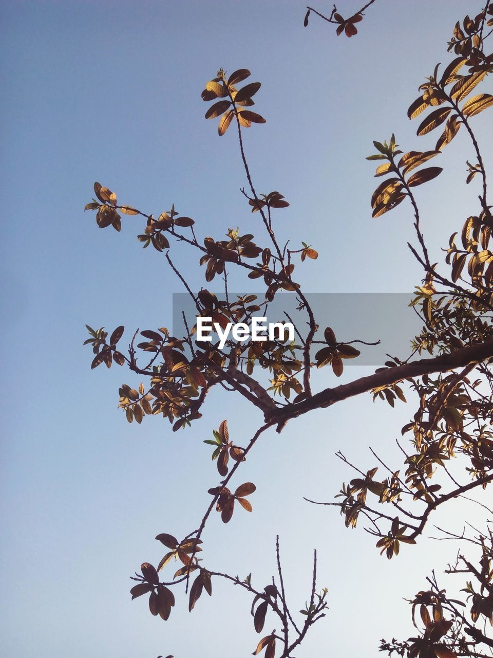 LOW ANGLE VIEW OF TREE BRANCHES AGAINST SKY