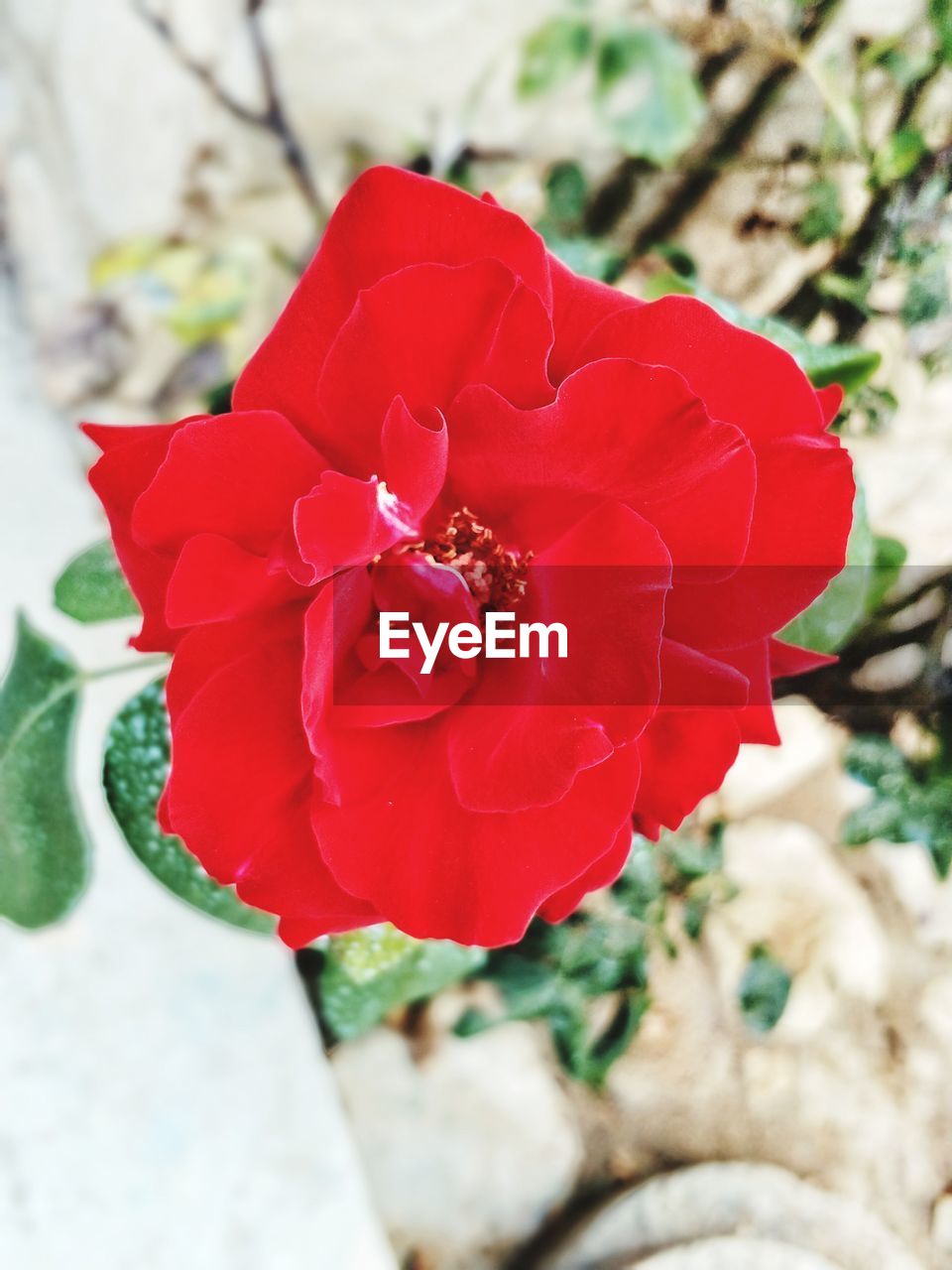 CLOSE-UP OF ROSE BLOOMING OUTDOORS