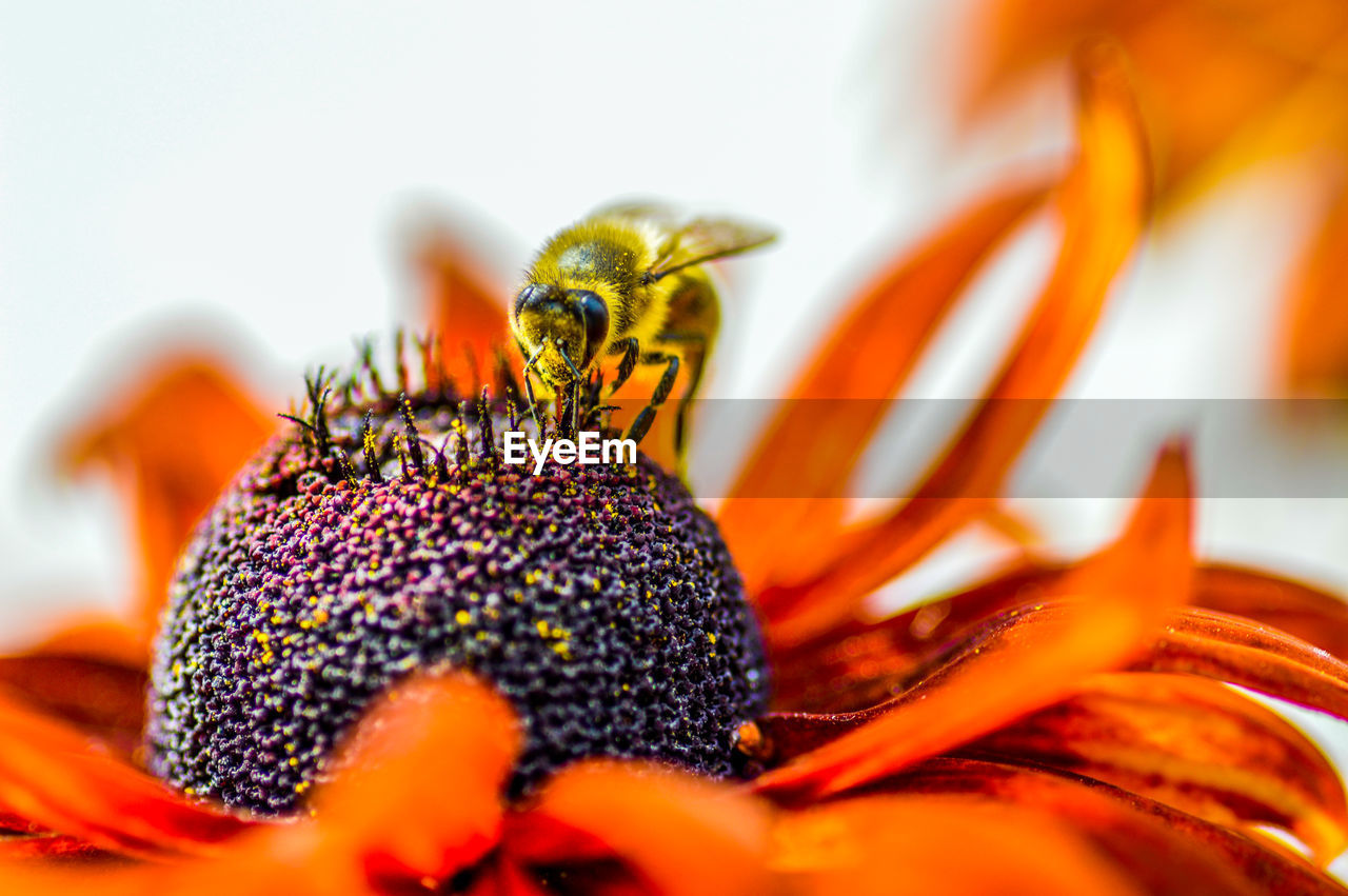 Close-up of insect on flower